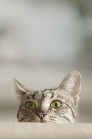 Image Link For Pet sapiens