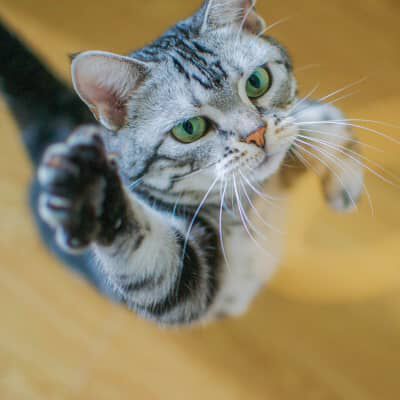 Perch&egrave; il gatto fa l'agguato? 