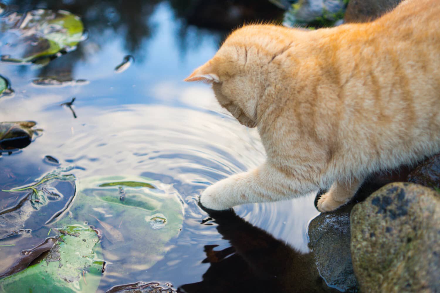 PERCH&Eacute; I GATTI HANNO PAURA DELL&rsquo;ACQUA?
