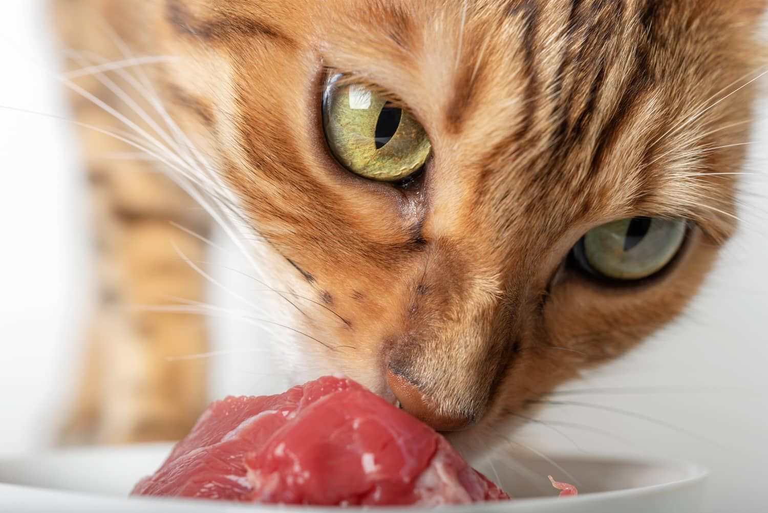 Carne disossata per cani e gatti: un ingrediente di qualit&agrave;