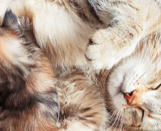 Image Link For Weaning kittens: how and when it happens 