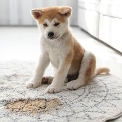 Quante volte portare fuori il cane?