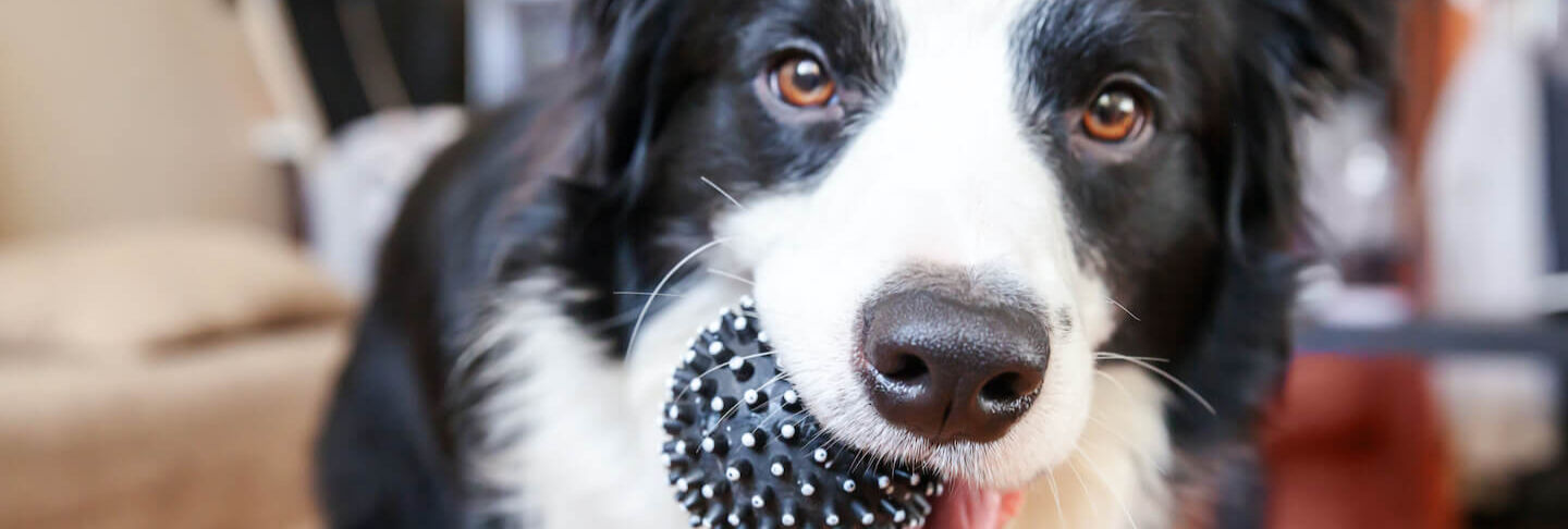 I migliori giochi per cuccioli di cane