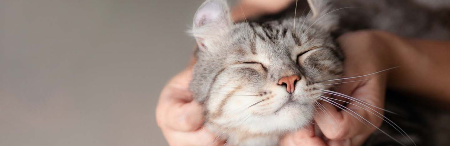 Come accarezzare un gatto: Il punti pi&ugrave; piacevoli