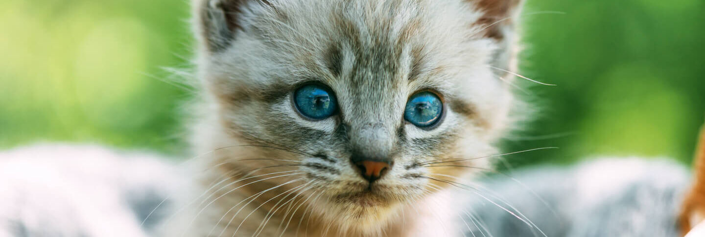 POSSIAMO TOCCARE I GATTINI APPENA NATI?