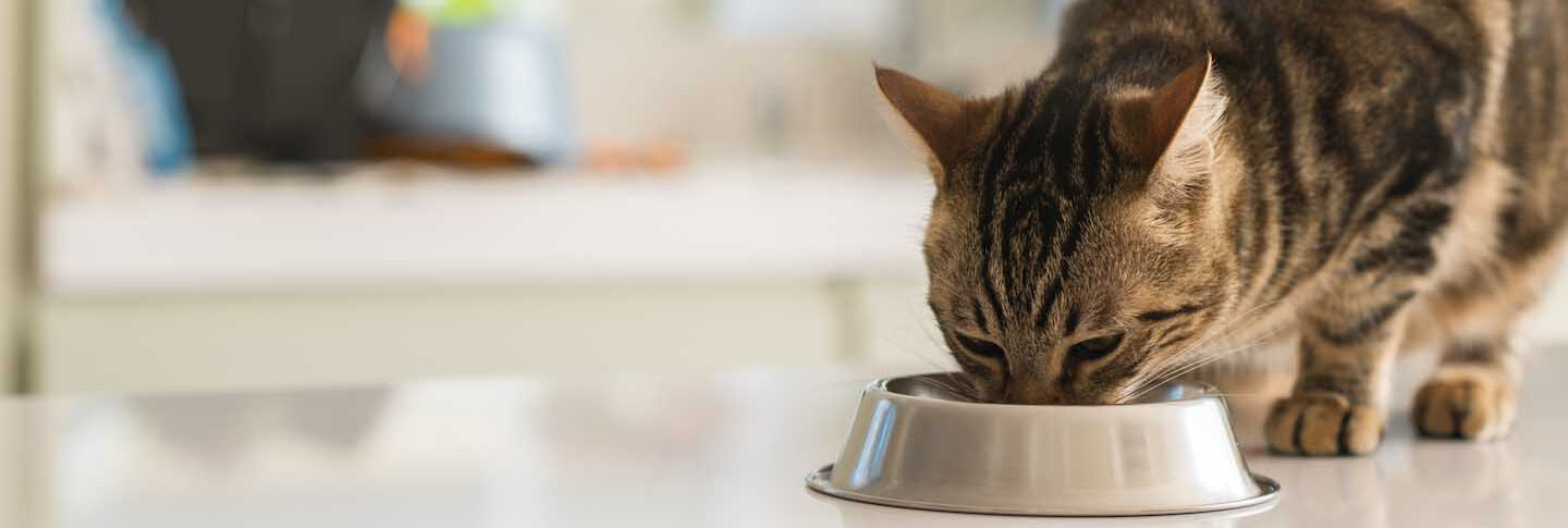 La alimentaci&oacute;n del gato: los ingredientes adecuados para nuestro felino