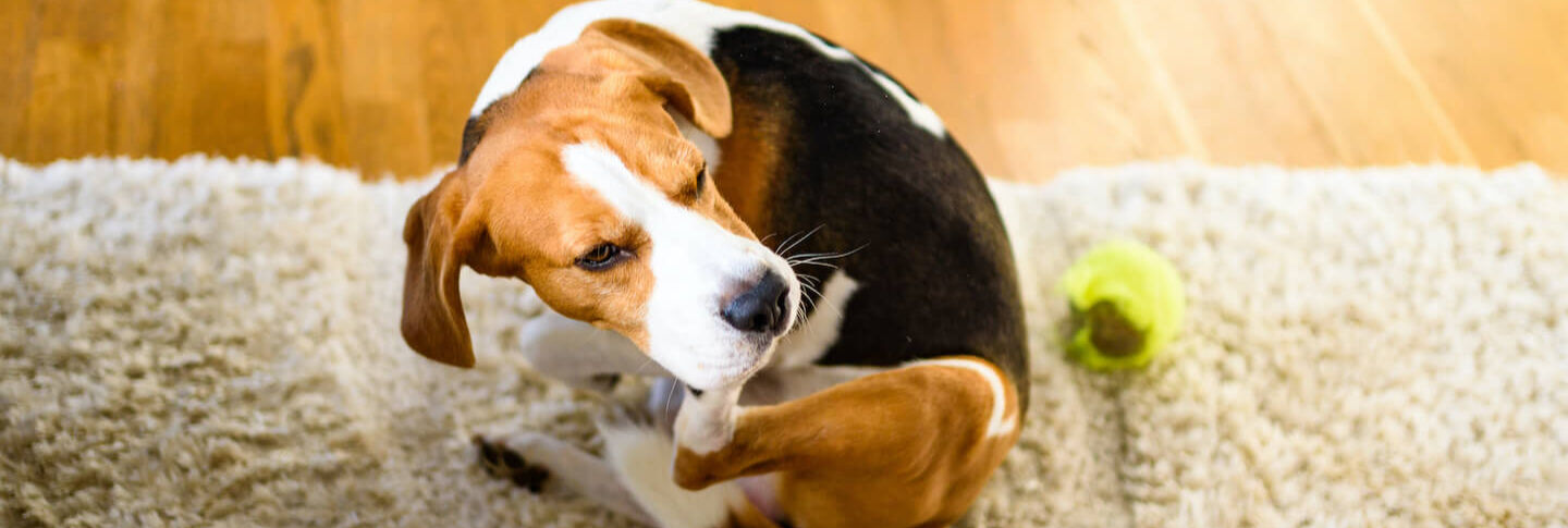 Cane che si gratta: le cause pi&ugrave; comuni