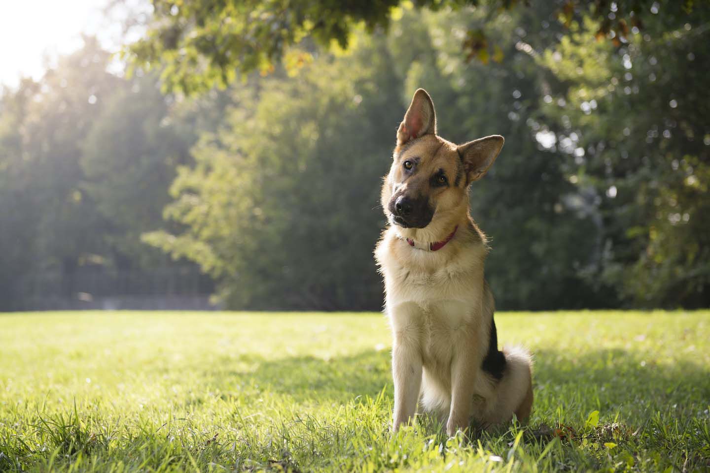 Parque para perros y d&oacute;nde llevar el perro para divertirse