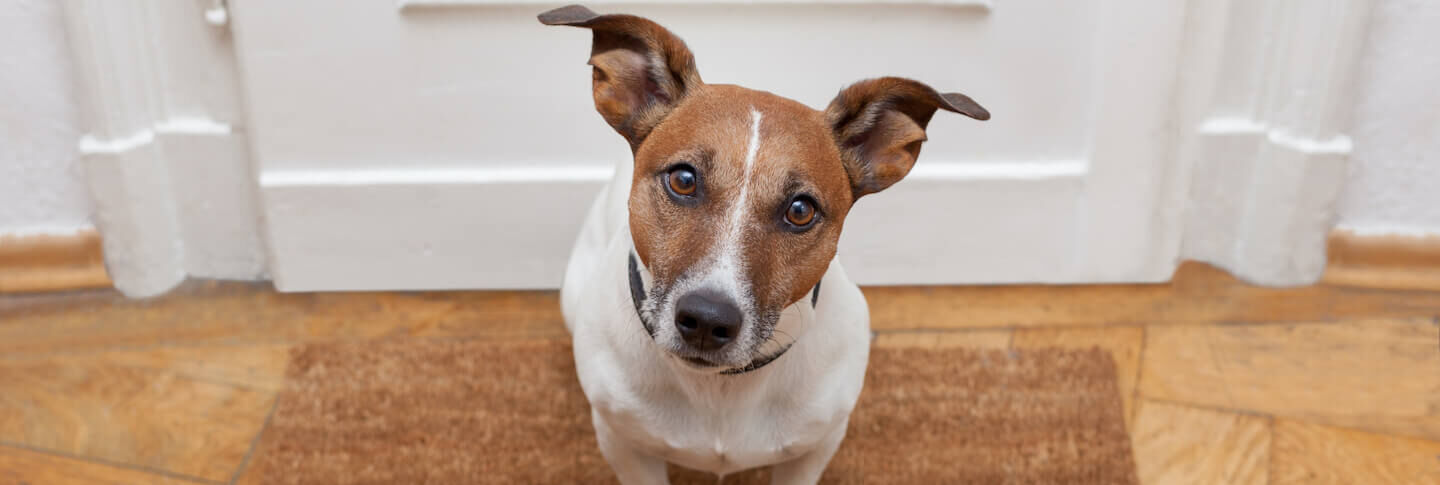 Come abituare il cane a stare solo