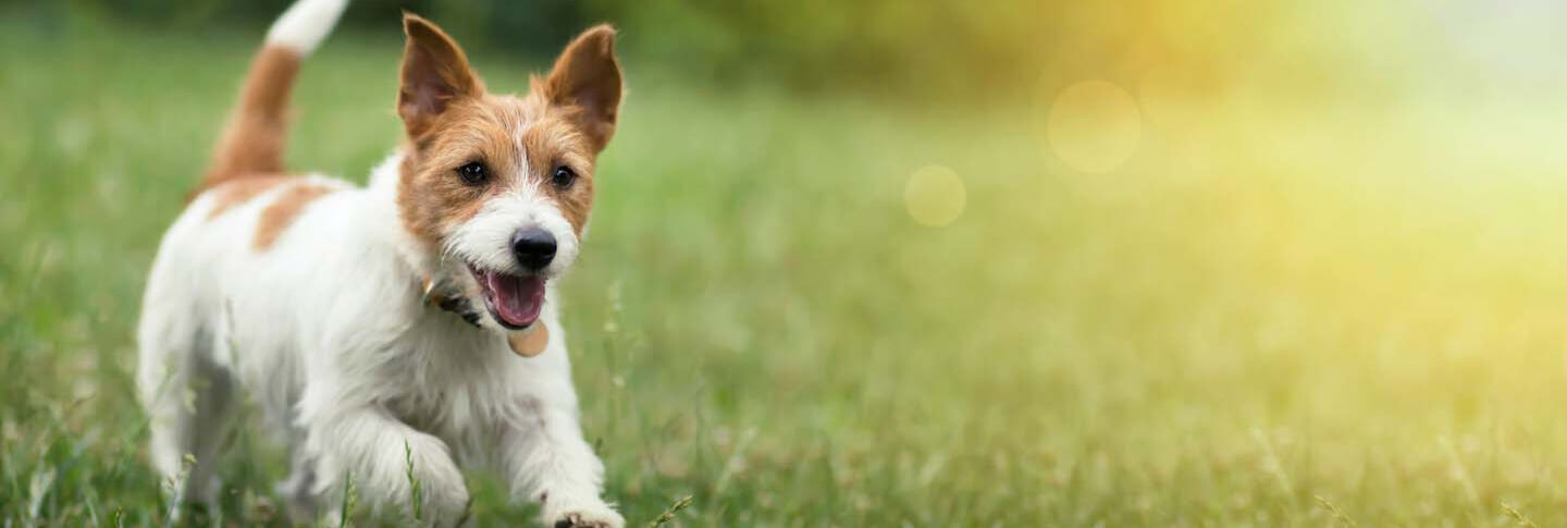 Cosa bisogna sapere sul calore del cane