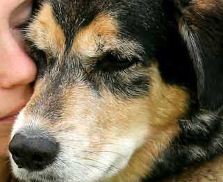 Image Link For Cane anziano: guida pratica per la migliore cura