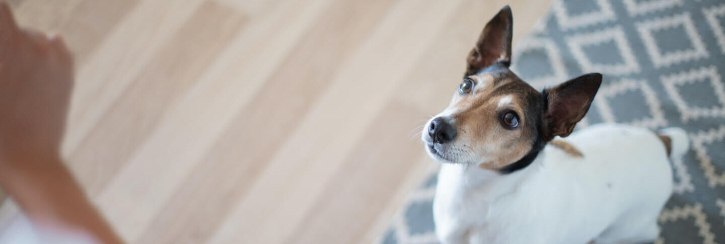 Come educare un cane