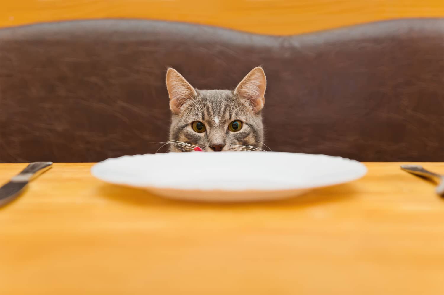 Quante volte al giorno deve mangiare un gatto?