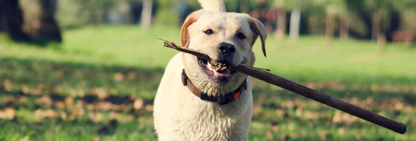 Come calcolare il peso del cane?