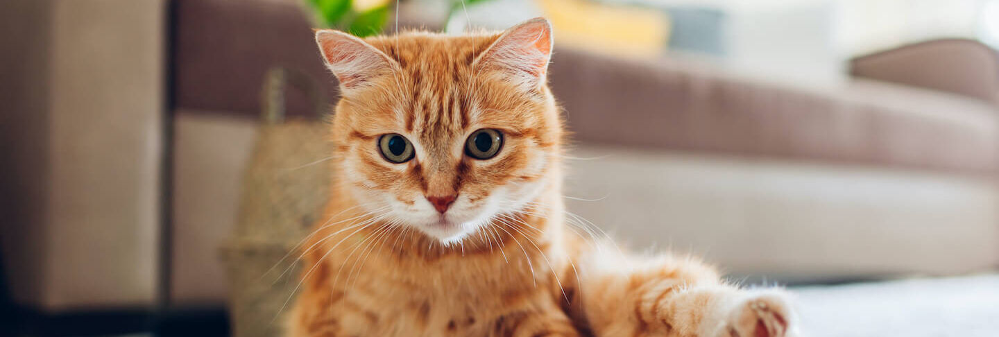 Come capire l&rsquo;et&agrave; dei gatti 