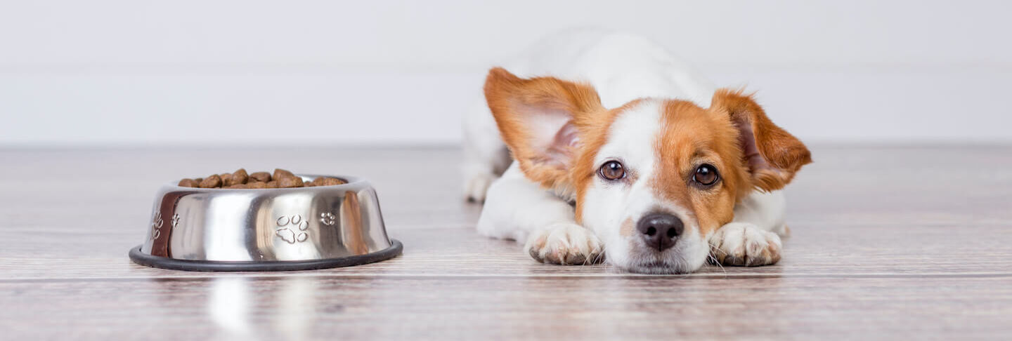 Importanza degli omega 3 ed omega 6 per la cute del cane