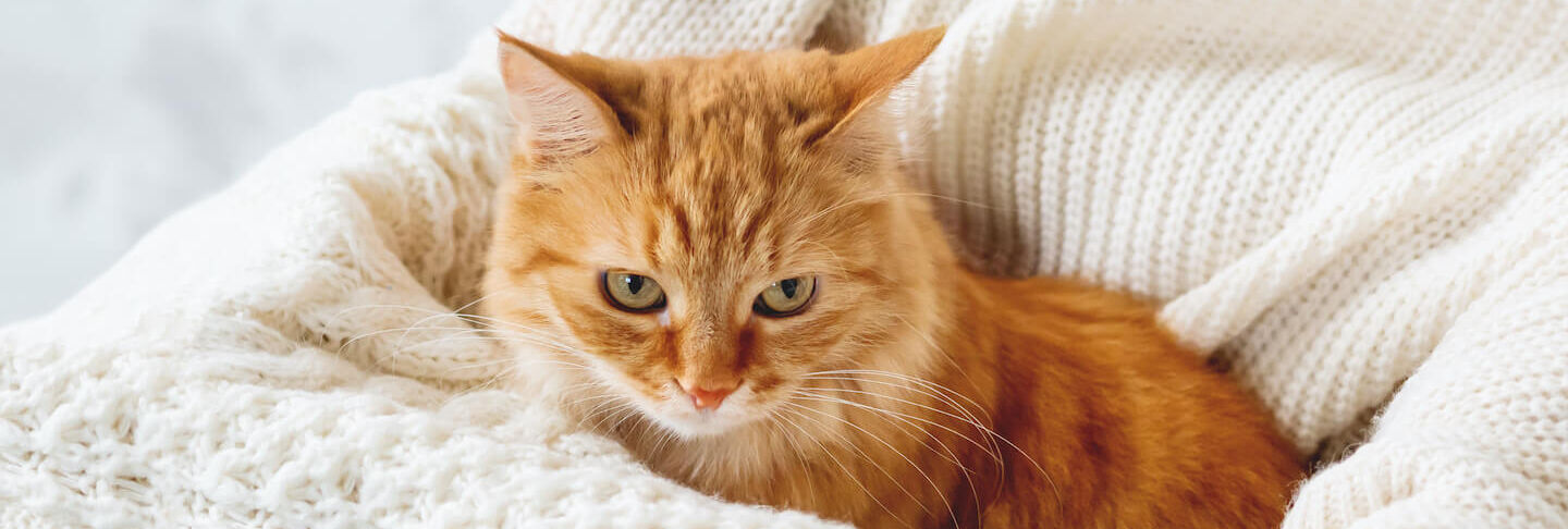 Come proteggere i gatti dal freddo