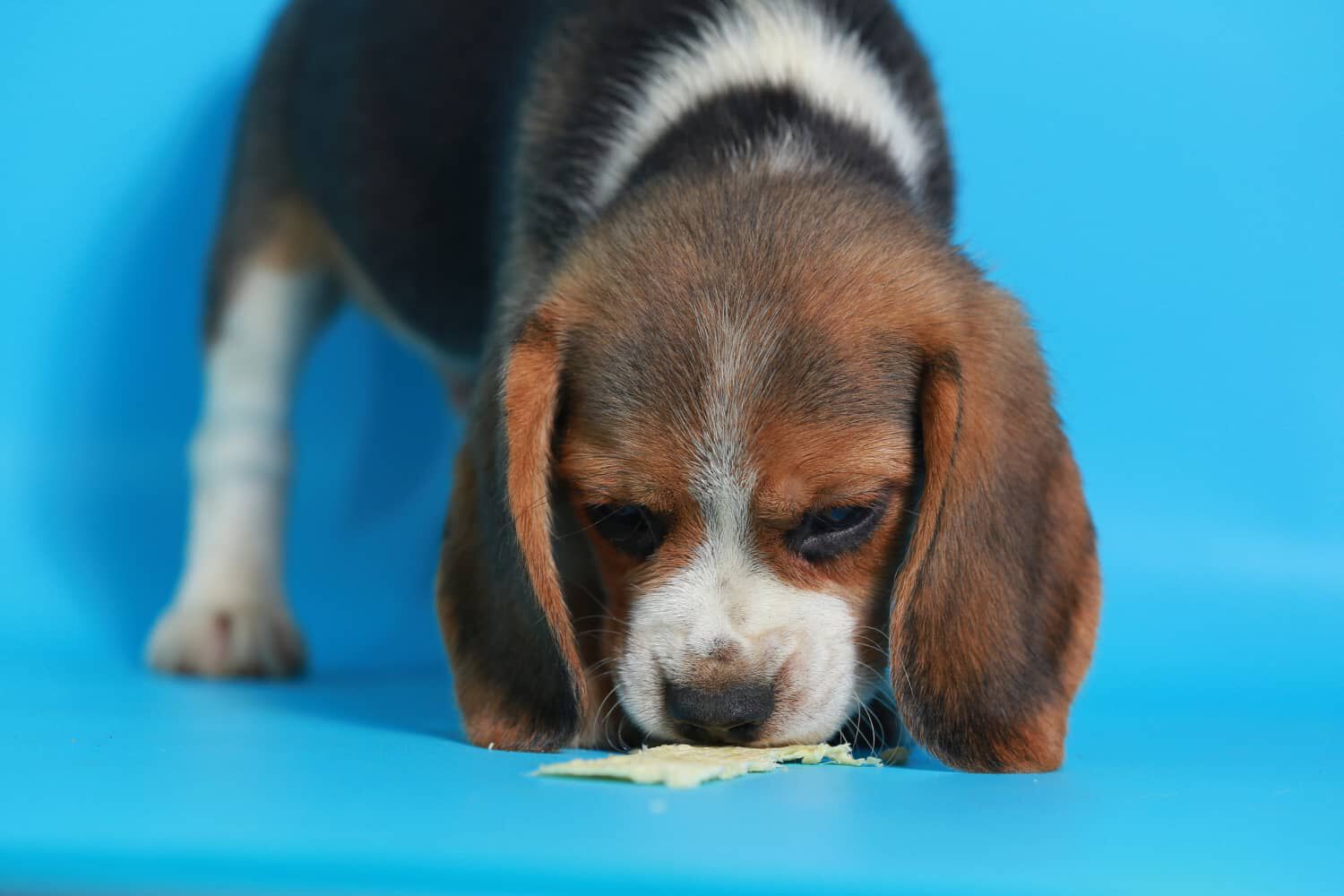 Alimentazione cucciolo di cane