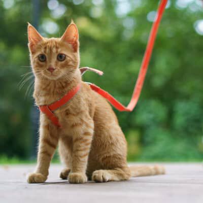 COME ABITUARE IL GATTO AL GUINZAGLIO