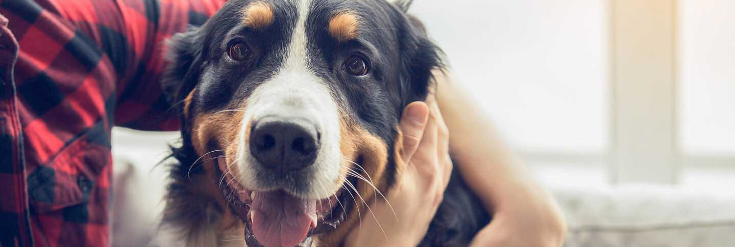 Il legame speciale con il mio cane