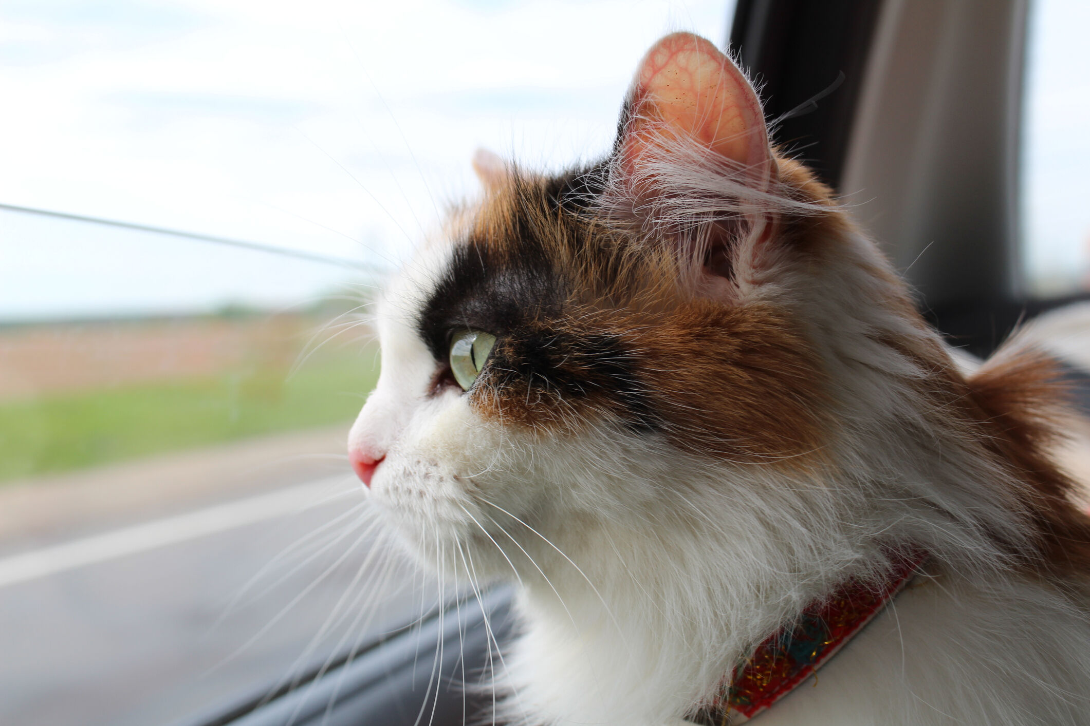 Image Link For C&Oacute;MO TRANSPORTAR A UN GATO EN EL COCHE