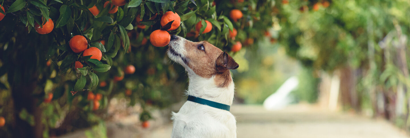 Si pu&ograve; dare la frutta al cane?