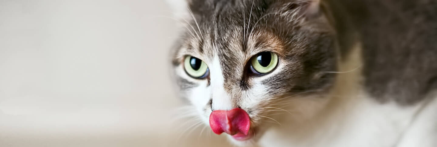 Mischiare croccantini e umido per gatti: benefici, dosi e consigli