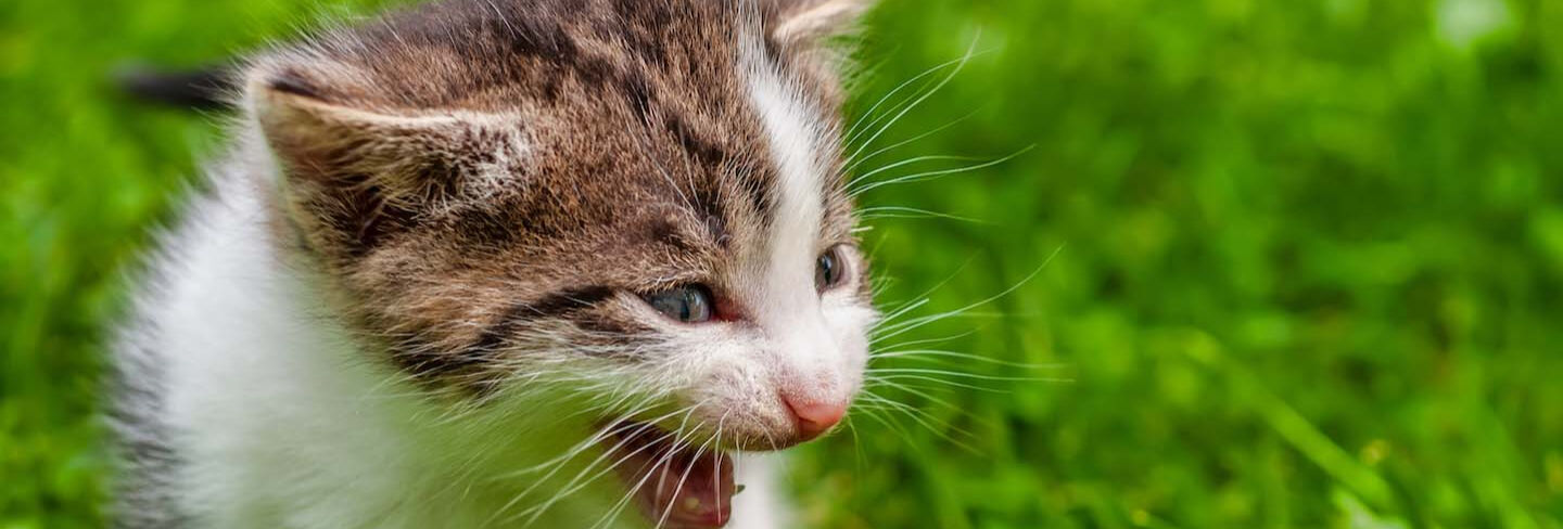 Il linguaggio dei gatti: tutti i modi per capirlo