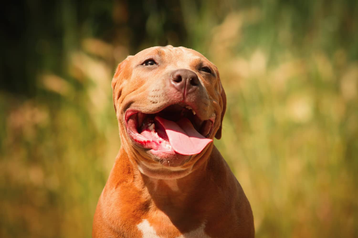 I CANI SUDANO? TUTTO  QUELLO CHE &Egrave; UTILE SAPERE