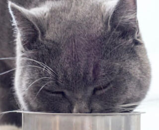 Image Link For Beneficios de la pulpa de remolacha y la achicoria en la alimentaci&oacute;n de gatos