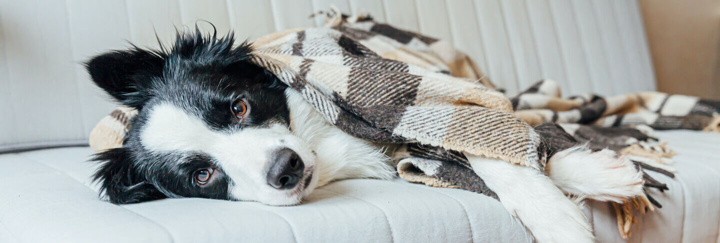 Anche i cani soffrono il freddo?