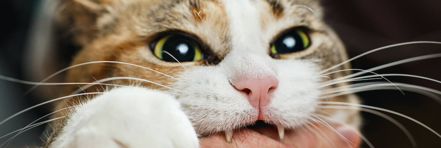 Perch&eacute; il gatto morde? Ecco come educarlo