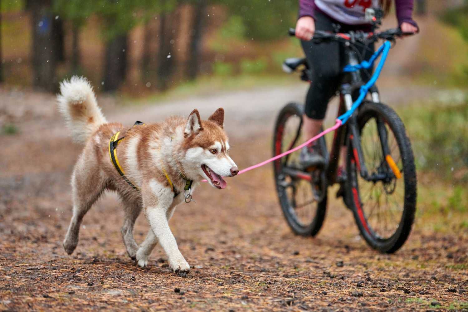 COME METTERE LA PETTORINA AL NOSTRO CANE