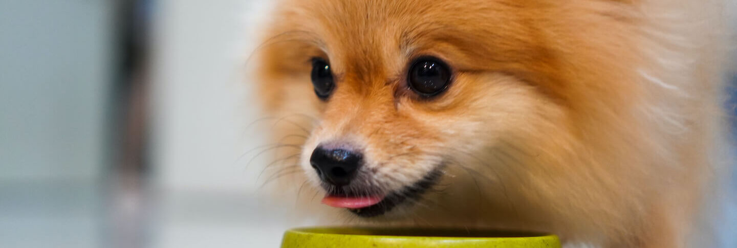 Miglior cibo umido per cani