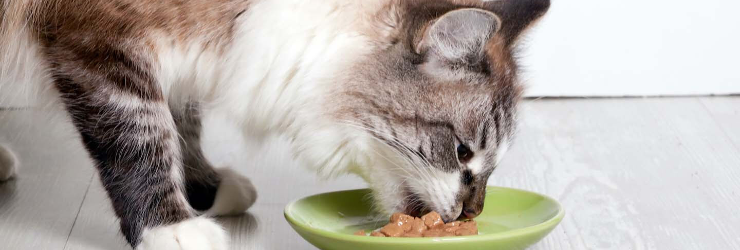 &iquest;Sabes cu&aacute;ntas veces al d&iacute;a debe comer un gato?