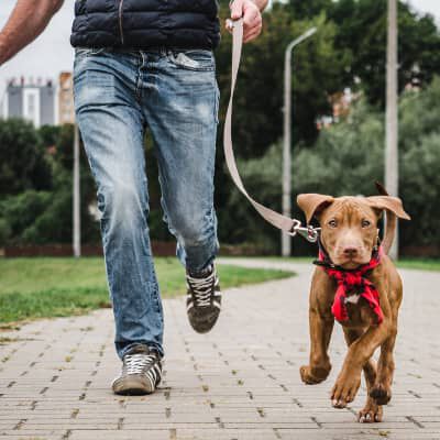 COME ADDESTRARE ED EDUCARE IL CUCCIOLO&nbsp;