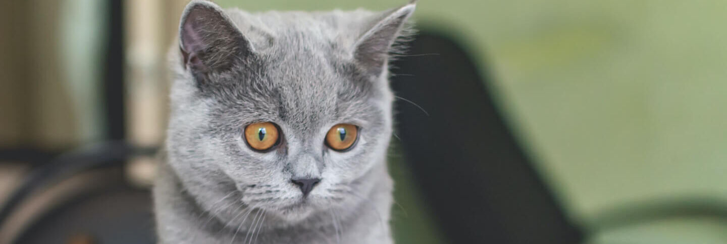 L&rsquo;alimentazione dei gattini