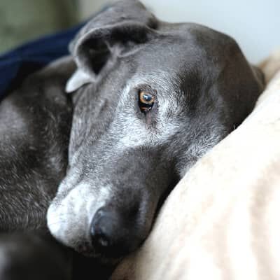 Image Link For COSA SAPERE PRIMA DI ADOTTARE UN CANE