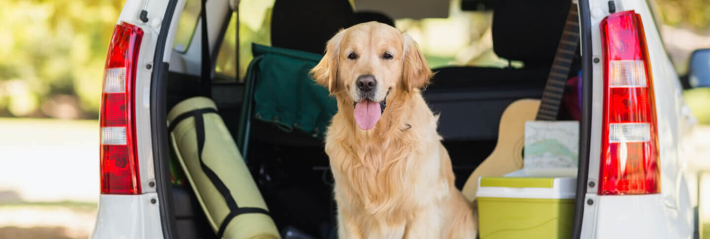 In vacanza col cane: i consigli prima di partire e durante la vacanza