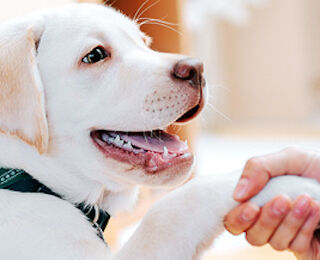 Image Link For How to train your puppy in a natural and positive way