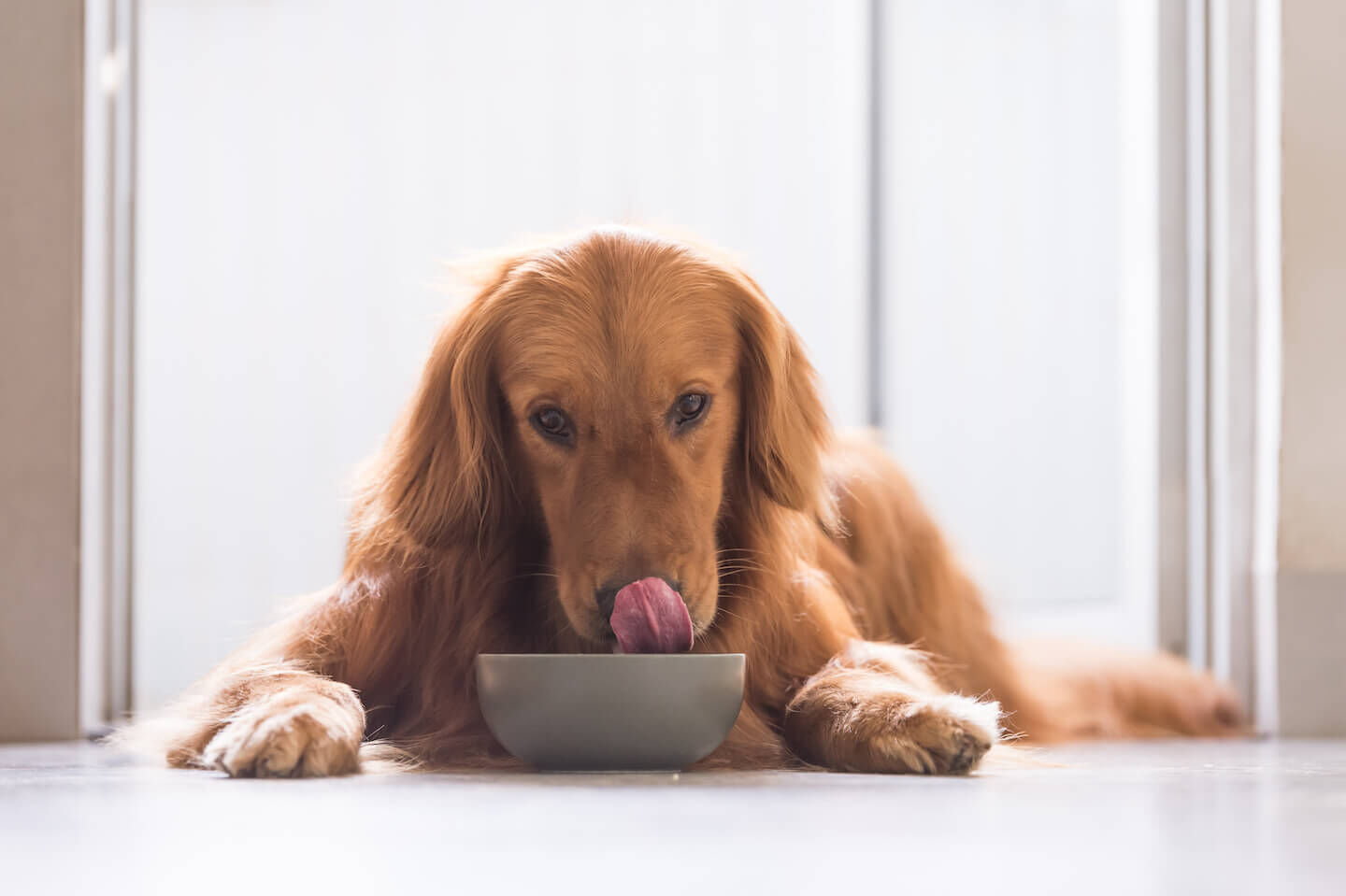 I piselli nell&rsquo;alimentazione del cane  