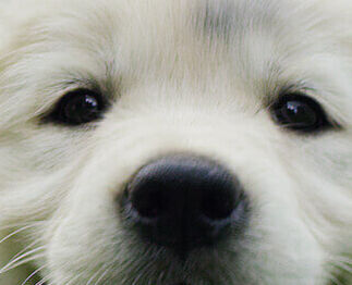 Image Link For Come nutrire il cervello del cane