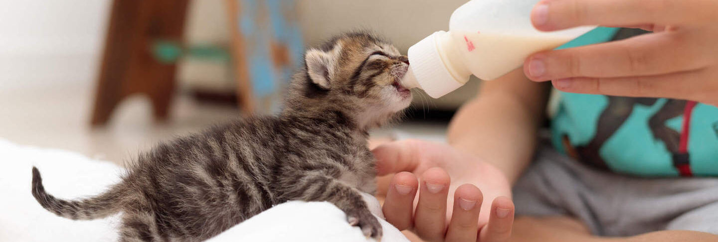 Come costruire un biberon per gattini?