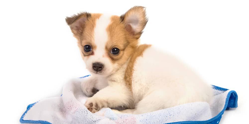 Scopri quando lavare un cucciolo di cane