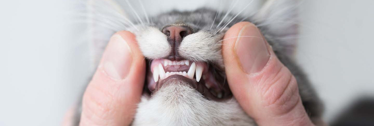 Come curare la dentatura del gatto