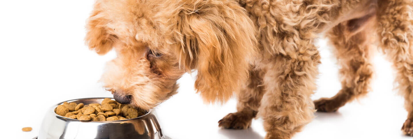 Le patate nell&rsquo;alimentazione del cane 