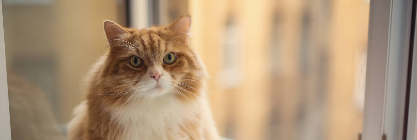 Tutto sulla sterilizzazione del gatto maschio: guida completa