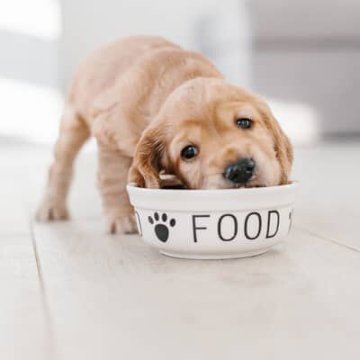 Alimentazione cucciolo di cane