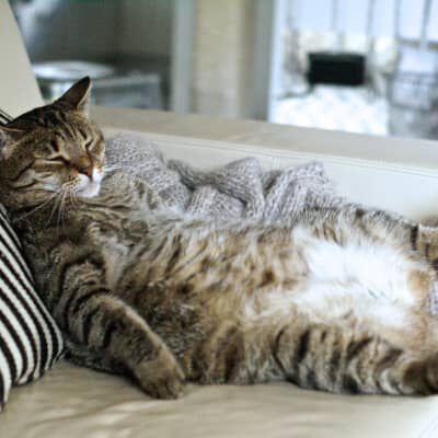 QUANTO DORME UN GATTO? 