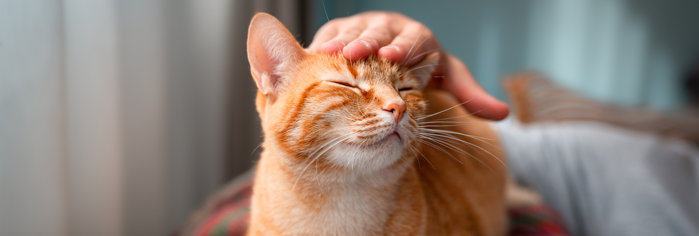 Tutto quello che c&rsquo;&egrave; da sapere sulle pensioni per gatti